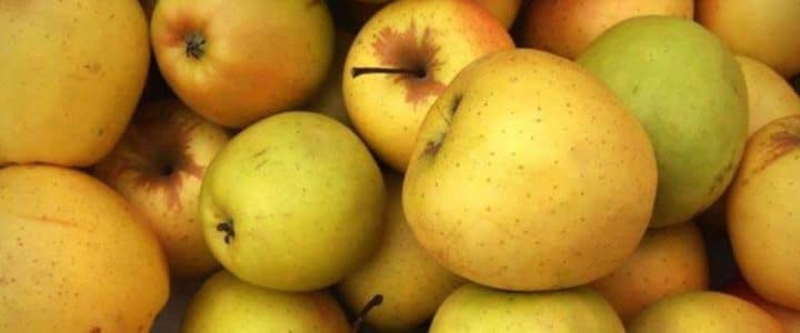 Pomme mûre : bienfaits et astuces pour la choisir