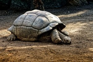 Créer un enclos intérieur adapté pour votre tortue