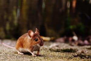 Comprendre les différences entre les souris mâles et femelles