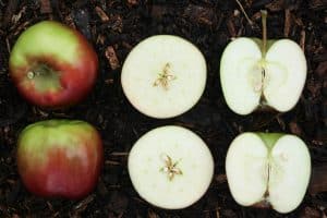 Pomme mûre : bienfaits et astuces pour la choisir